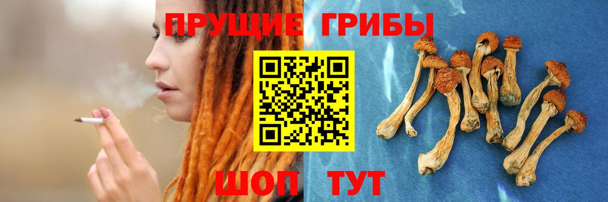 Тайшет  Псилоцибиновые грибы Psilocybe  Вход с VPN 